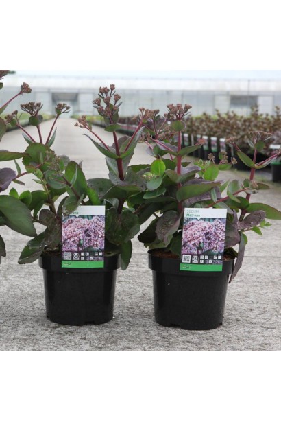 Очиток гібридний Матрона саджанці в контейнері